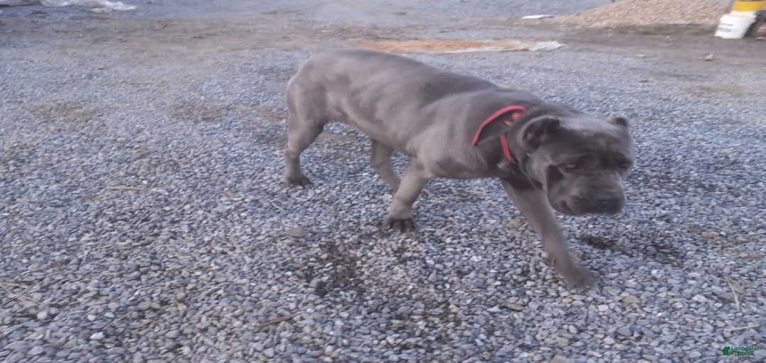 Gallery Image {{count}}