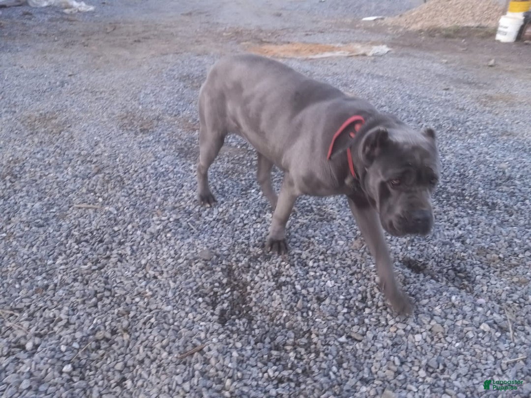 Gallery Image {{count}}