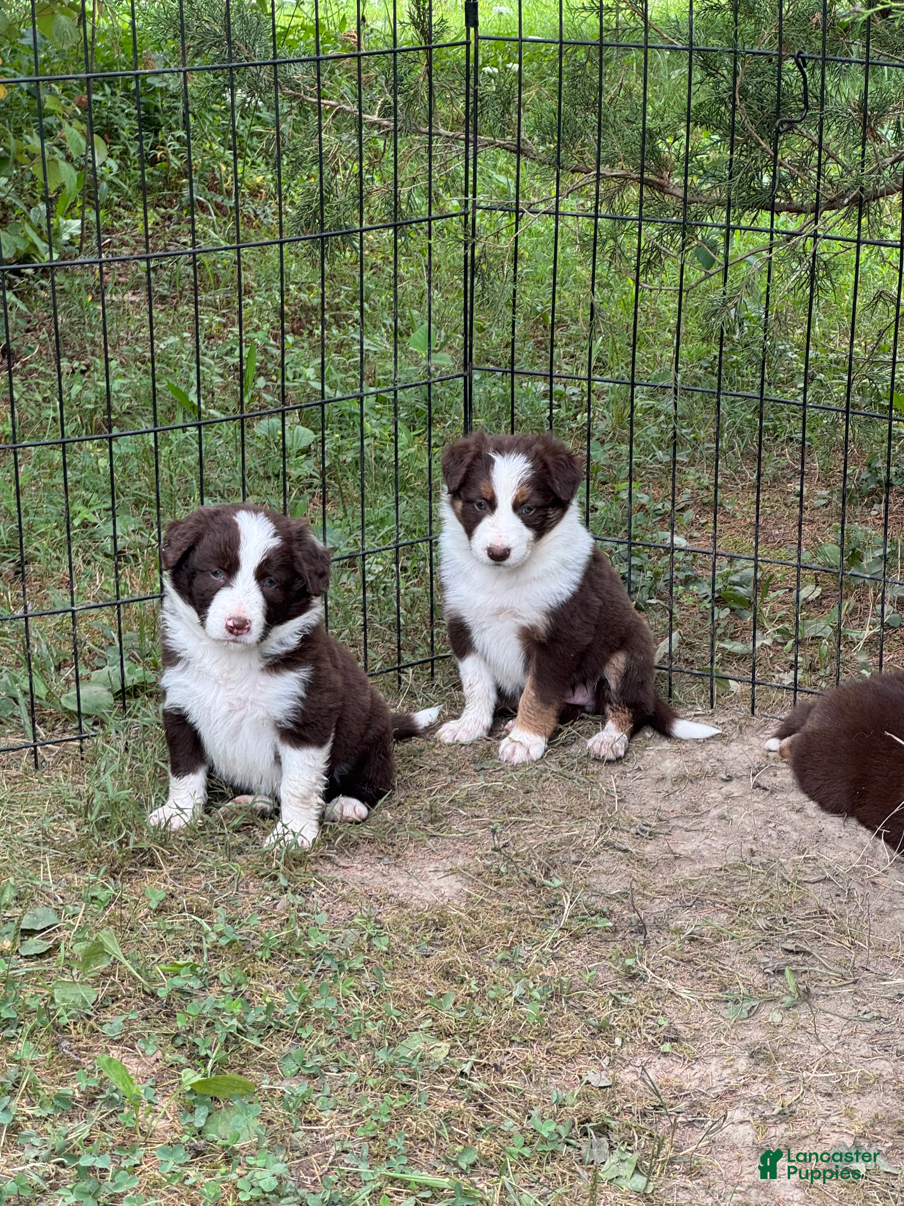 Border Collie dogs Georgia - Ad 2