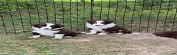 Border Collie dogs for sale: Georgia - Ad 2