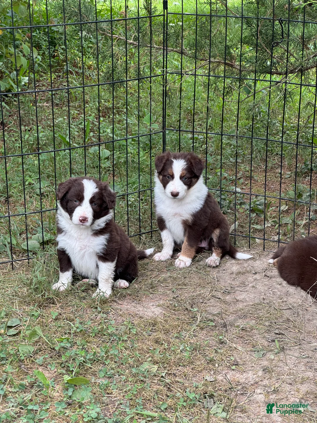 Border Collie dogs for sale: Georgia - Ad 2