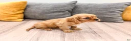 Cavalier King Charles Spaniel dogs for sale: Max - Ad 6