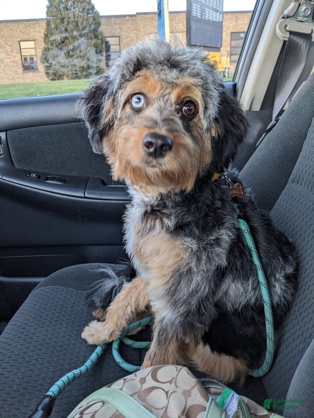 Mini Aussiedoodle dogs for sale: Hazel - Ad 17