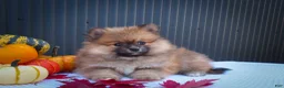 Pomeranian dogs for sale: 🐾 Meet Rolo — A Bouncy Little Ball of Fluff! 🐾 - Ad 5