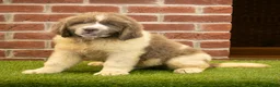 Newfoundland dogs for sale: Jackson - Ad 3
