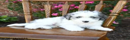 Miniature Poodle dogs for sale: Cuddles - Ad 3