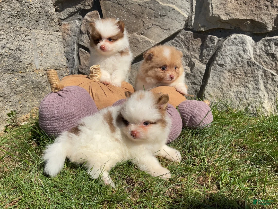 Pomeranian dogs for sale: Theo - Ad 5