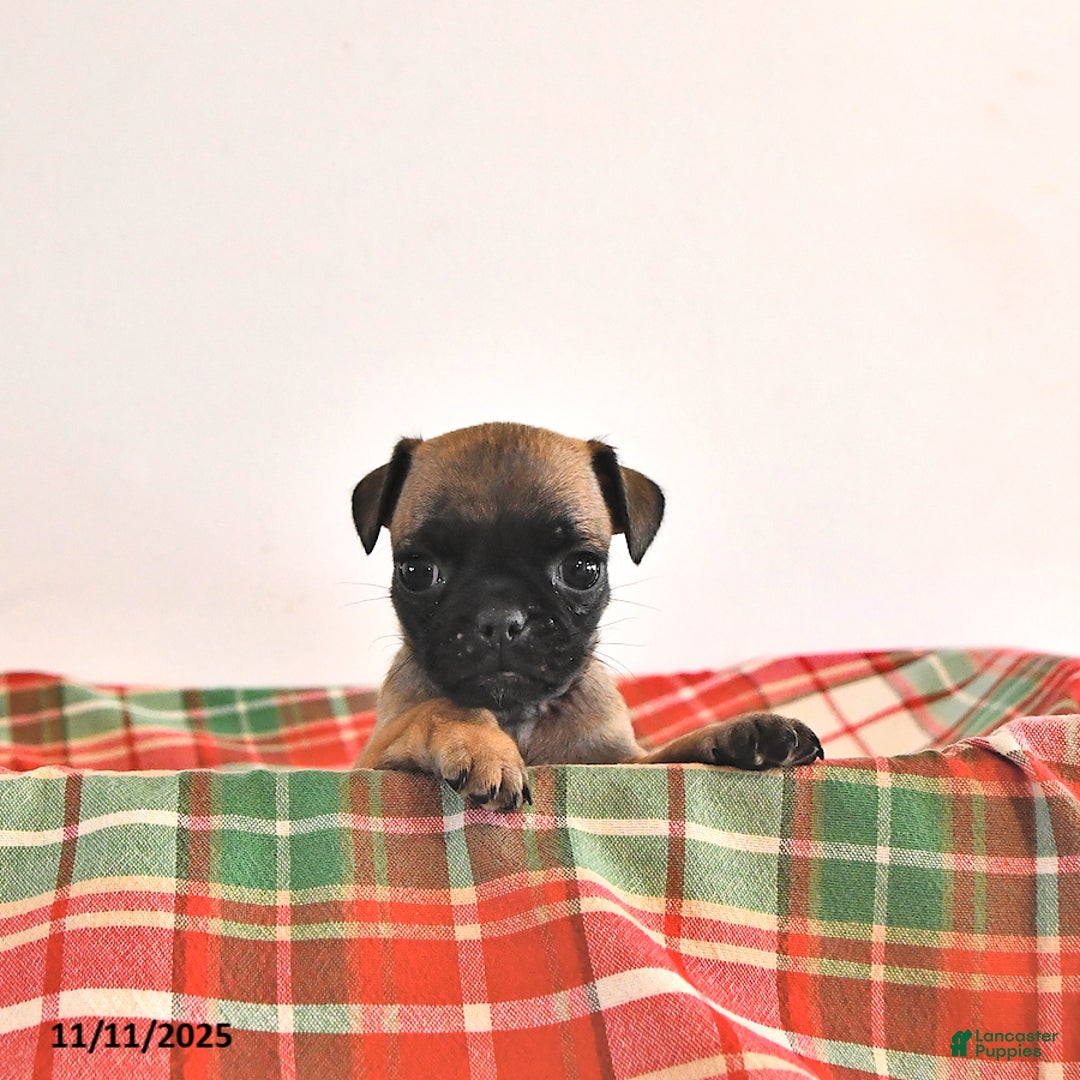 Jug dogs for sale: Mercy - Ad 4