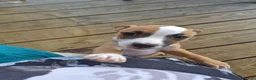 Mixed Breed dogs for sale: Benelli - Ad 8