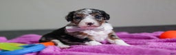 Mini Bernedoodle dogs for sale: Jasper - Ad 3