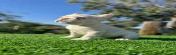 French Bulldog dogs for sale: Jake Paul the Fluffy - Ad 7
