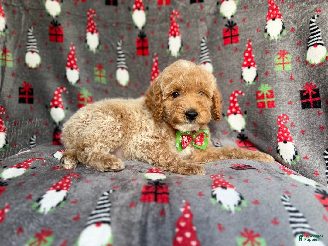 Cockapoo dogs for sale: Bean - Ad 8