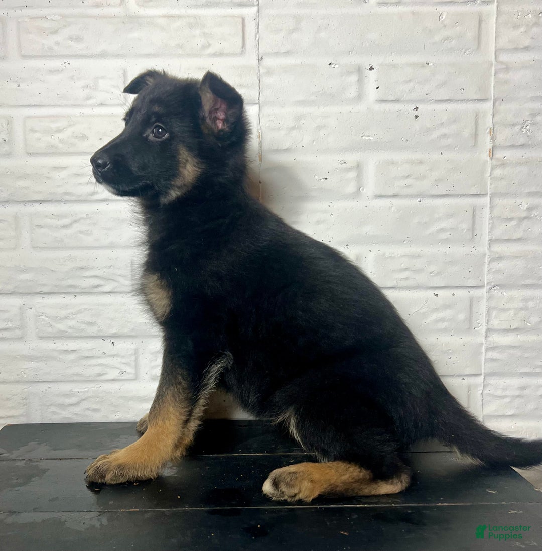 German Shepherd dogs for sale: Dory - Ad 6