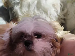 Shih Tzu dogs Stormy - Ad 36