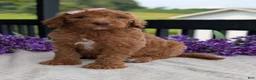 Goldendoodle dogs for sale: Miss Daisy - Ad 13
