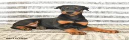 Doberman Pinscher dogs for sale: Dash - Ad 4