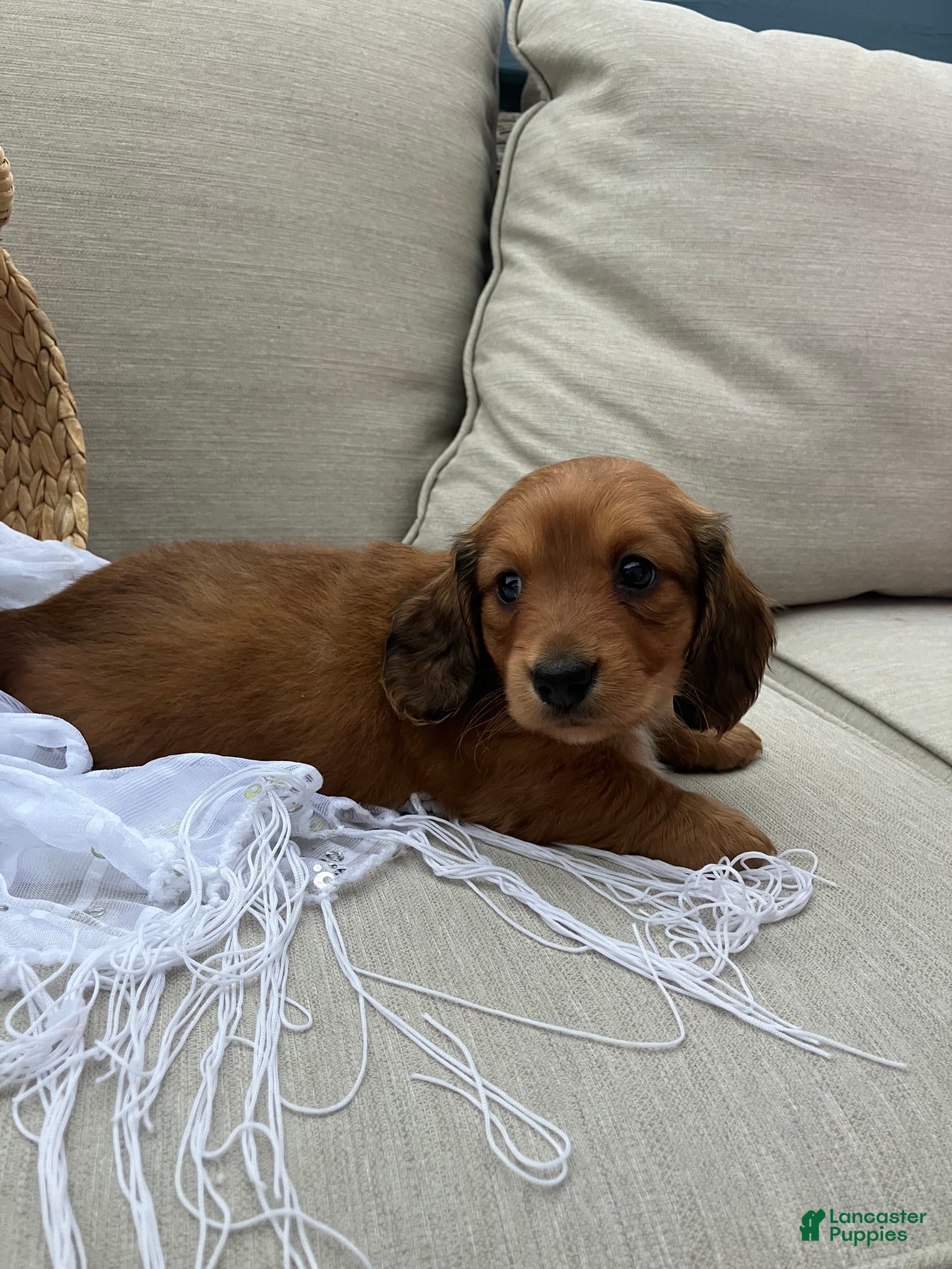 Miniature Dachshund dogs for sale: Daisy - Ad 4