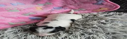 Miniature Dachshund dogs for sale: Piglet - Ad 10