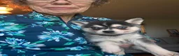Alaskan Klee Kai dogs for sale: Adam - Ad 10