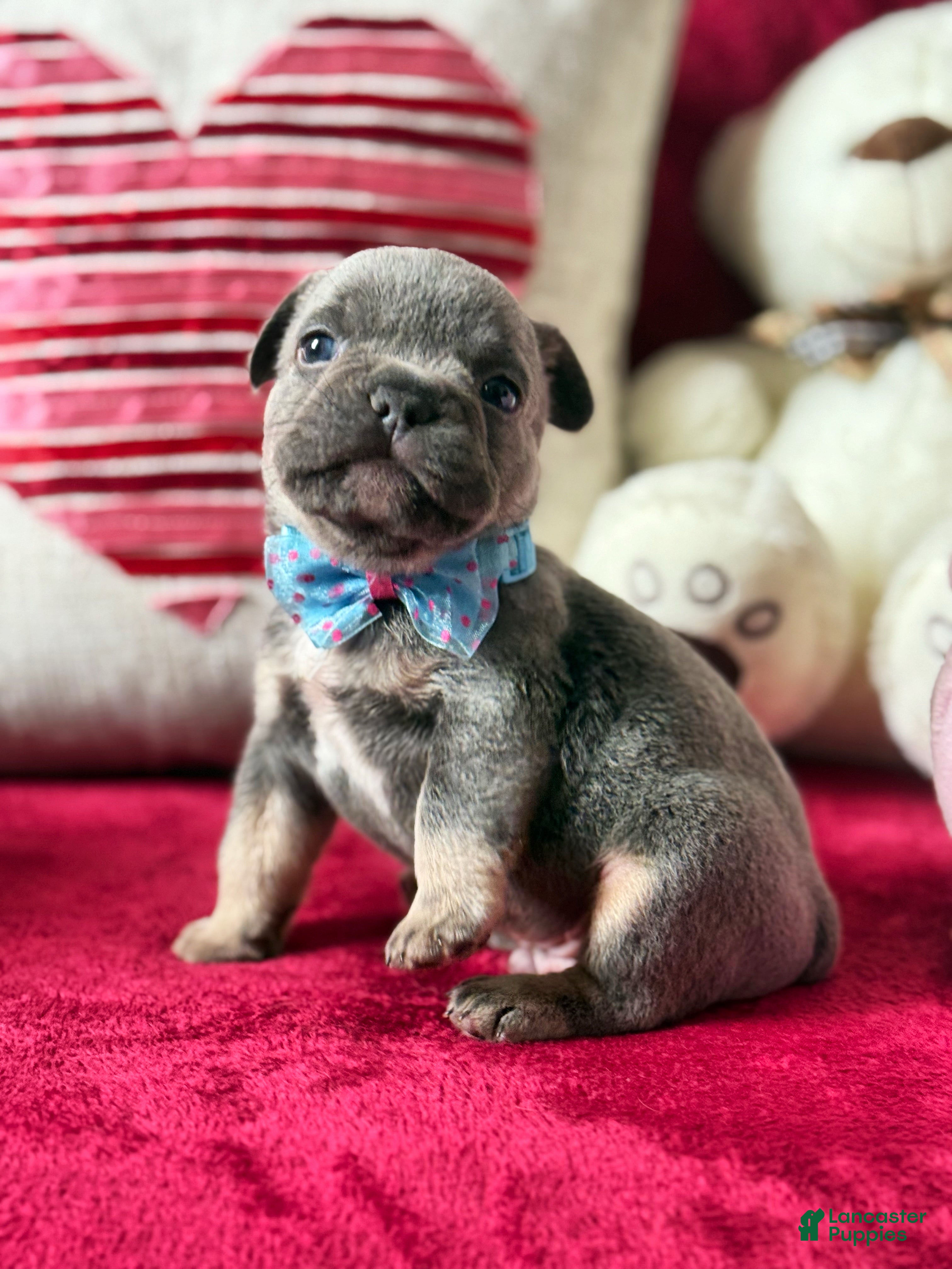 French Bulldog dogs French Bulldog Puppy 1 - Ad 2