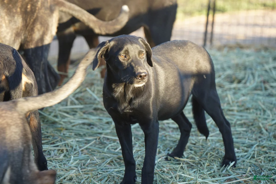 Mixed Breed dogs for sale: Jet Tiscar Farm Dog - Ad 28