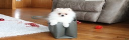 Pomeranian dogs for sale: Tiny Teddy - Ad 1