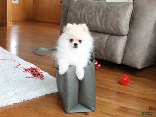 Pomeranian dogs Tiny Teddy - Ad 11