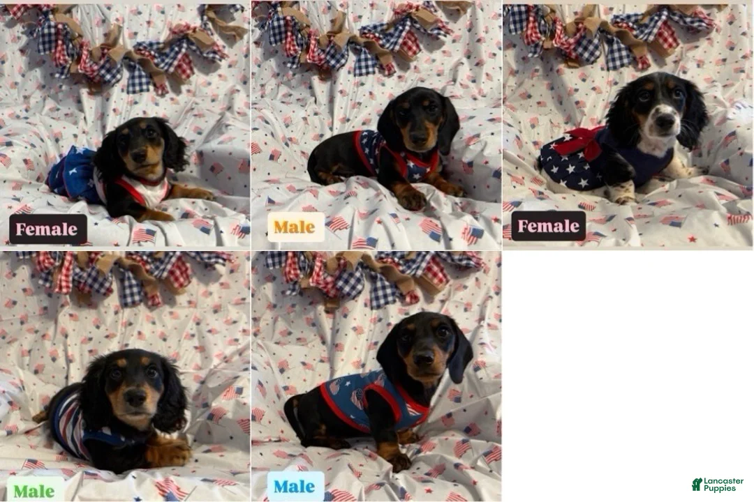 Miniature Dachshund dogs for sale: Miniature Dachshund 4 - Ad 2