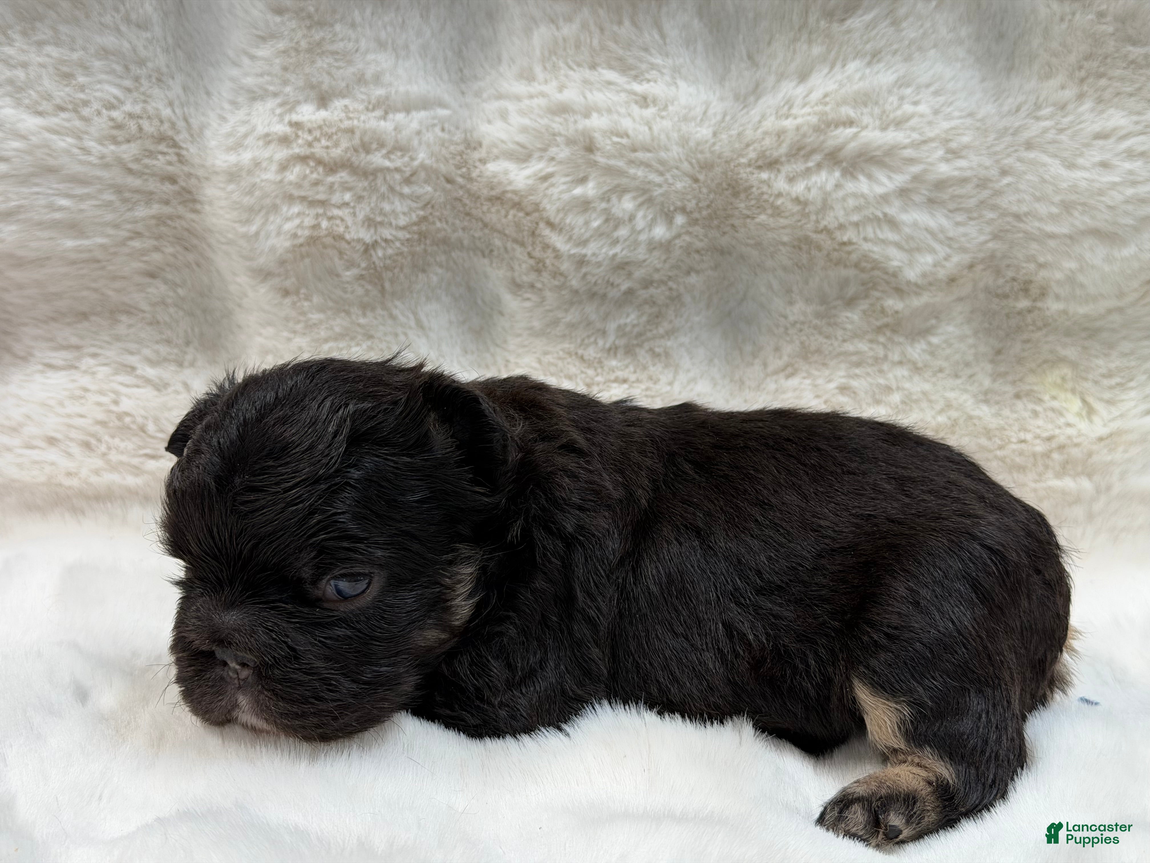 French Bulldog dogs French Bulldog 1 - Ad 13