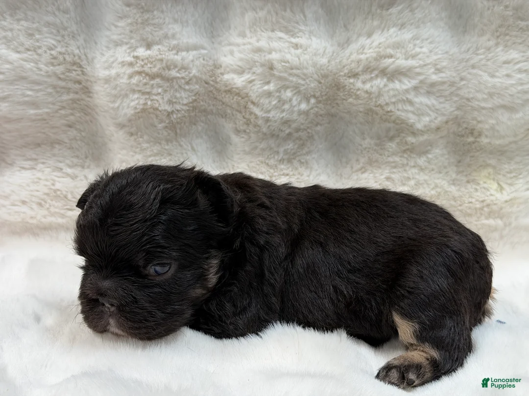 French Bulldog dogs for sale: French Bulldog 1 - Ad 1