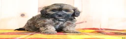 Shihpoo dogs for sale: Denver - Ad 3