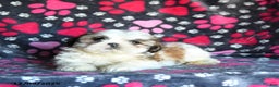 Shihpoo dogs for sale: Marty - Ad 5
