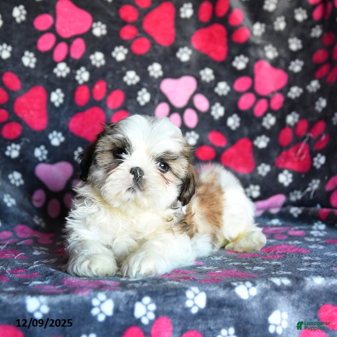 Shihpoo dogs for sale: Marty - Ad 5