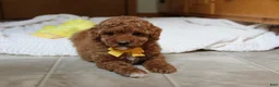 Toy Poodle dogs for sale: Tommy - Ad 5