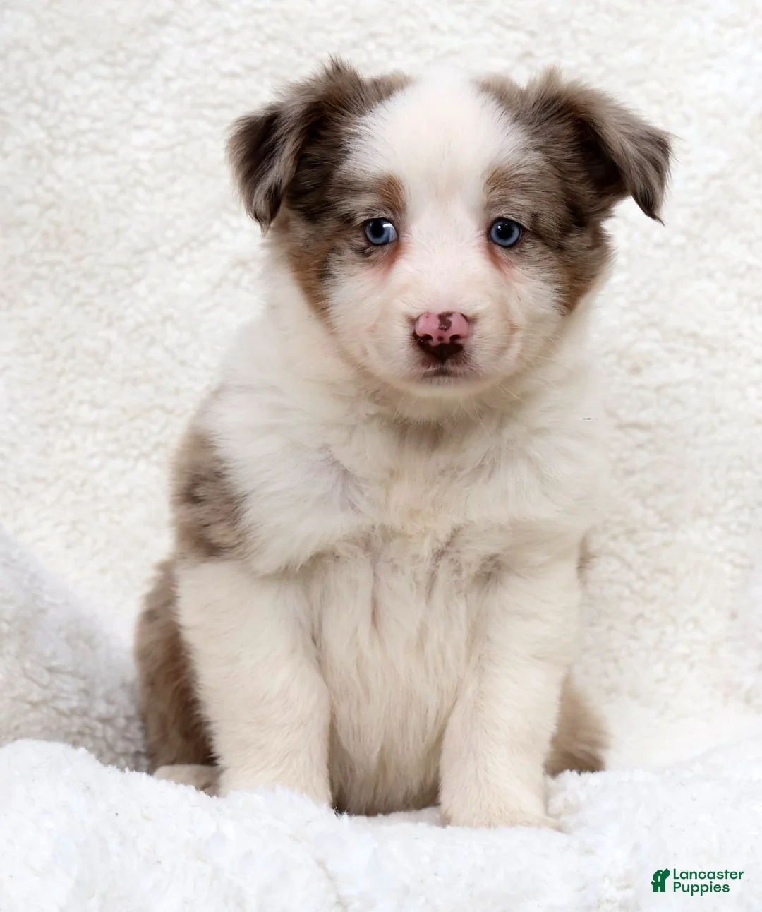Miniature Australian Shepherd dogs for sale: Hailey - Ad 2