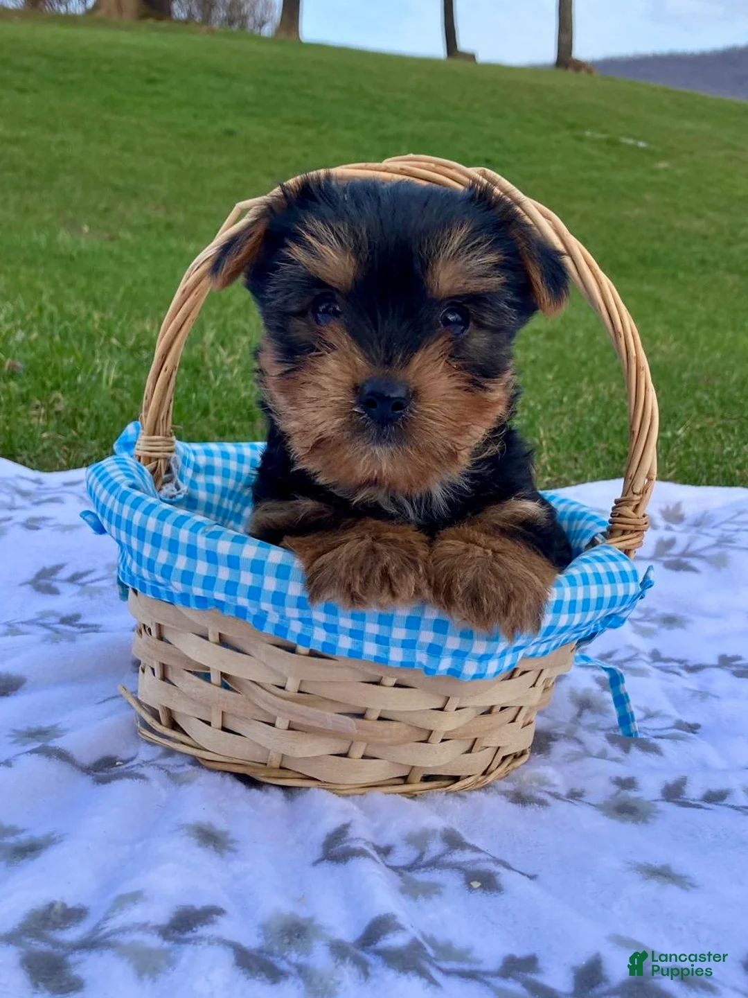 Yorkshire Terrier dogs for sale: Marley - Ad 1