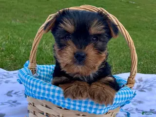 Yorkshire Terrier dogs for sale: Marley - Ad 4