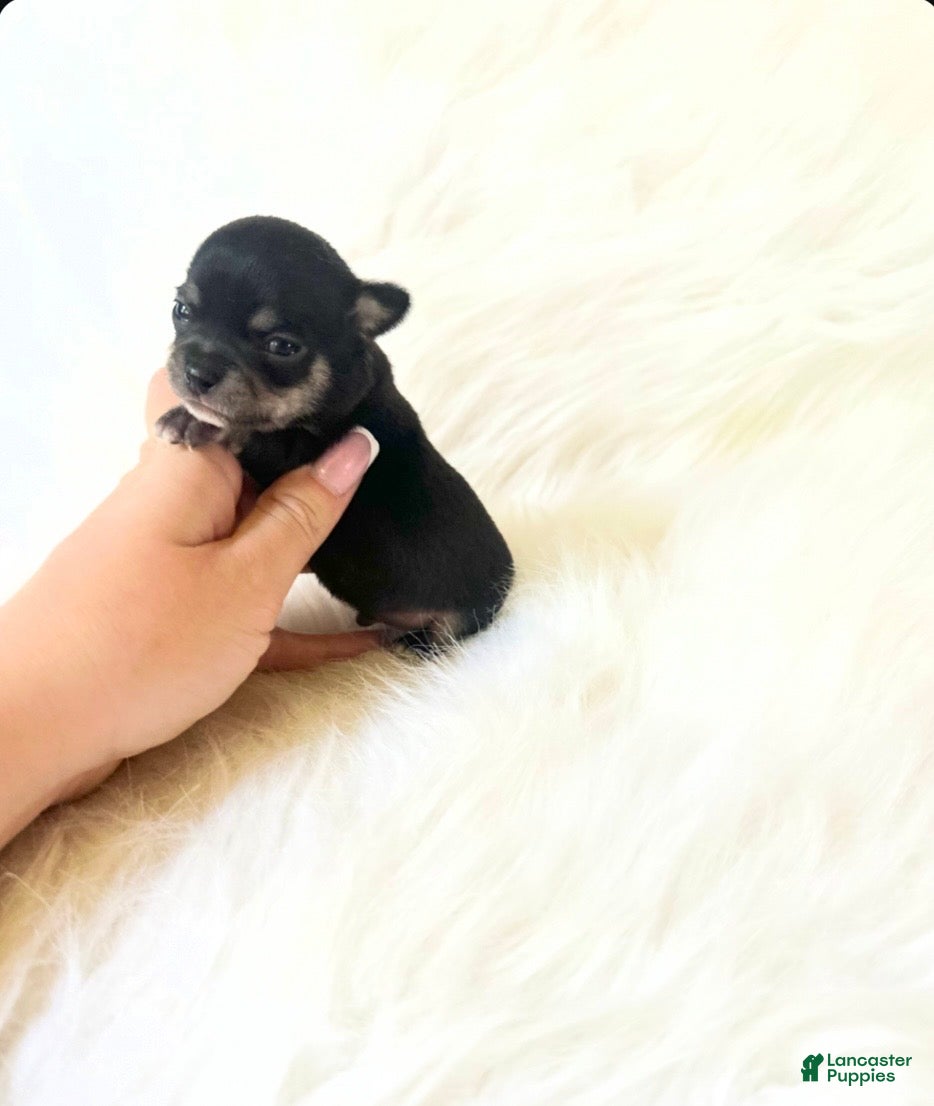 Chihuahua dogs AKC Tiny Zack - Ad 8