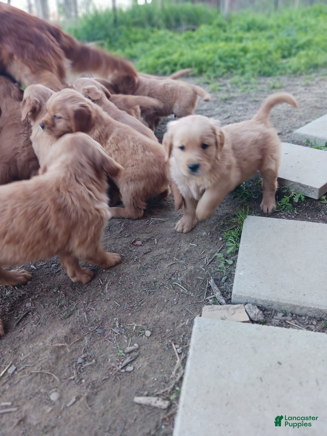 Golden Retriever dogs for sale: Maximus - Ad 1