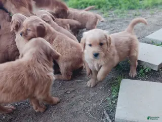 Golden Retriever dogs Maximus - Ad 21