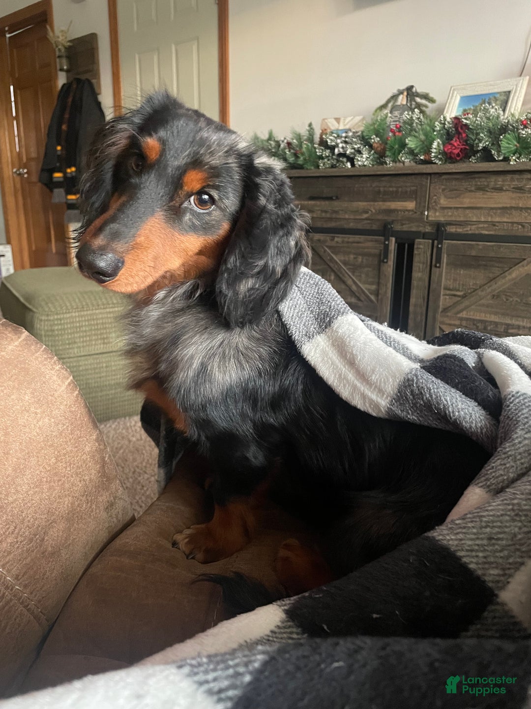 Dachshund dogs for sale: Dachshund Puppy 3 - Ad 8