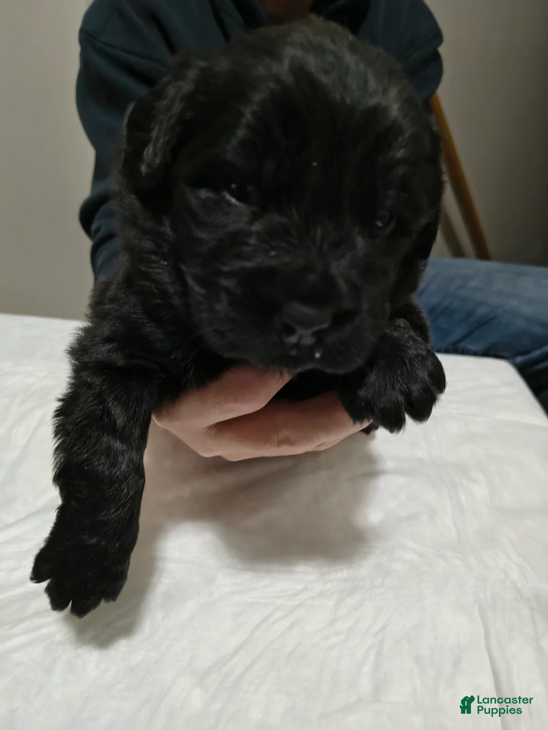 Newfoundland dogs for sale: Pink collar  - Ad 1