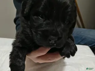 Newfoundland dogs Pink collar - Ad 25