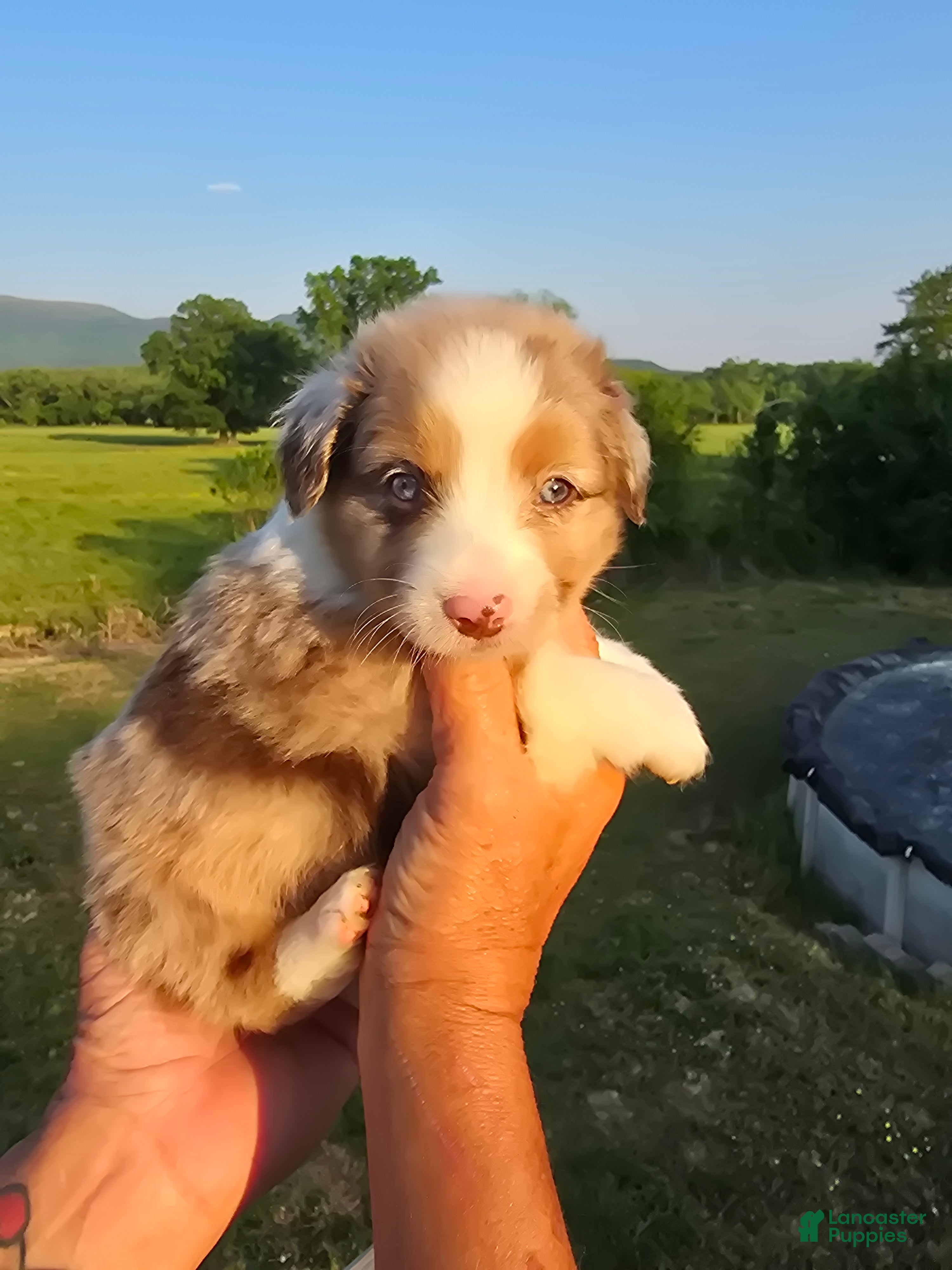 Mini Aussiedoodle dogs King - Ad 4