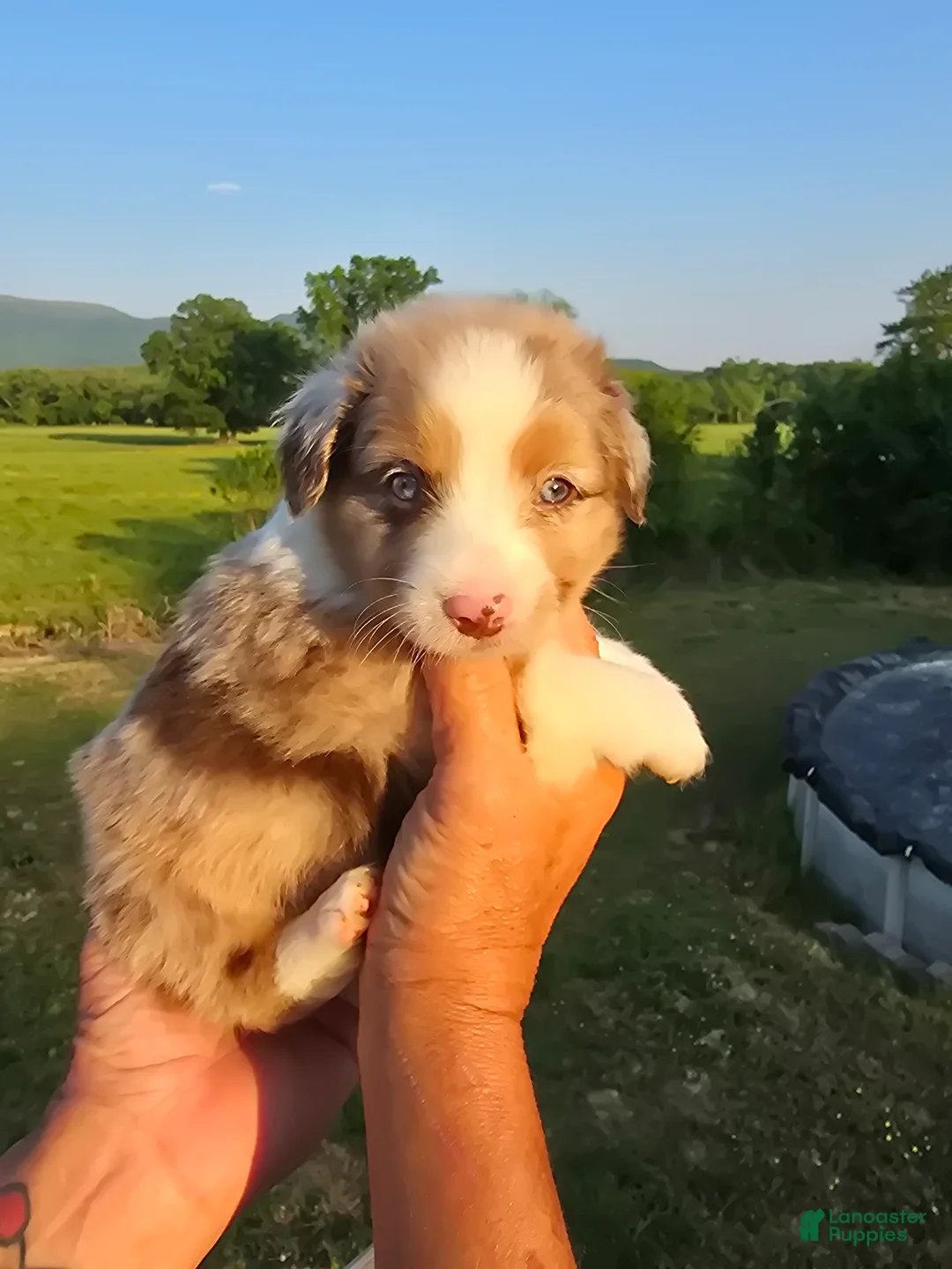 Mini Aussiedoodle dogs for sale: King - Ad 1