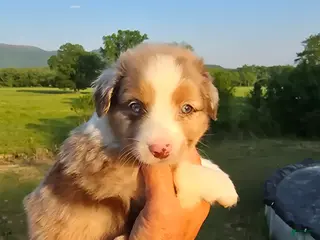 Mini Aussiedoodle dogs King - Ad 4