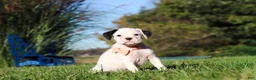 Boxer dogs for sale: Bonnie - Ad 6