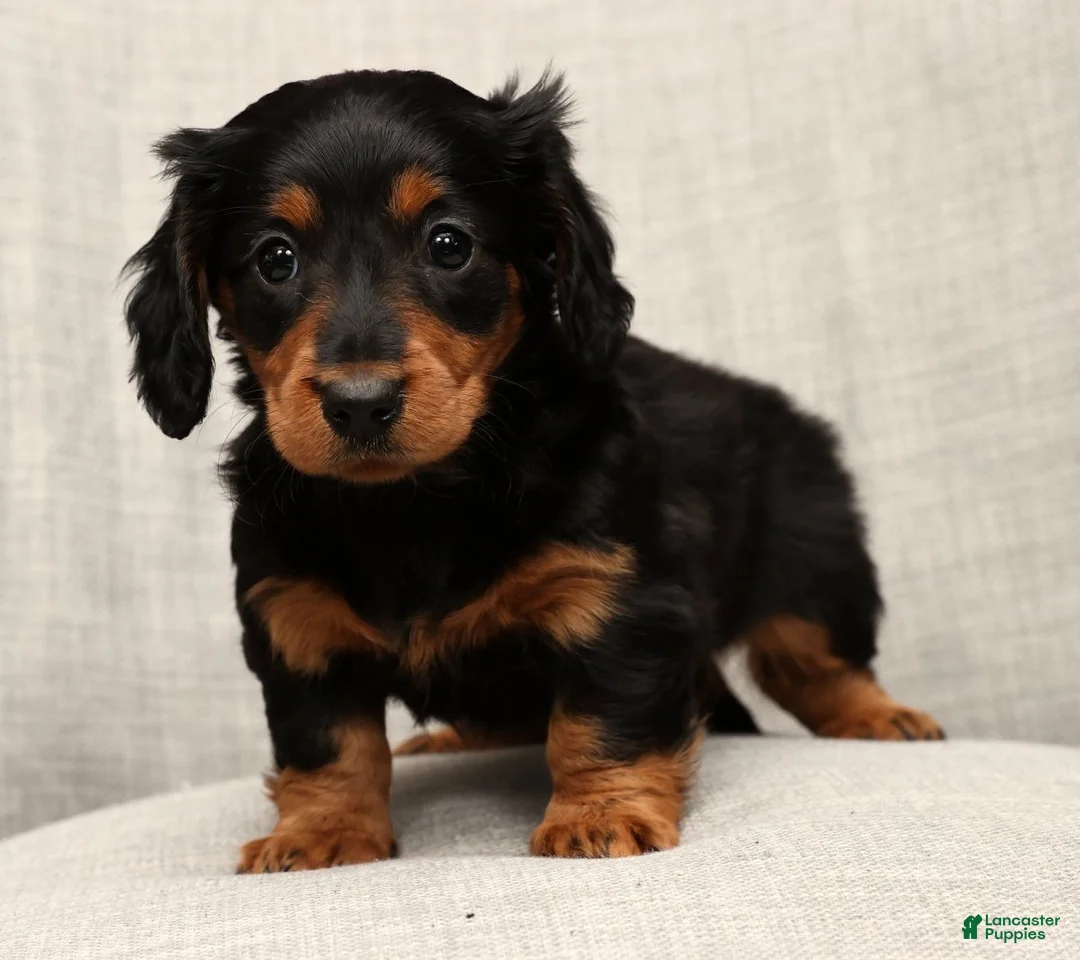 Miniature Dachshund dogs for sale: Millie - Ad 6