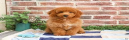 Mini Goldendoodle dogs for sale: Tortellini - Ad 4