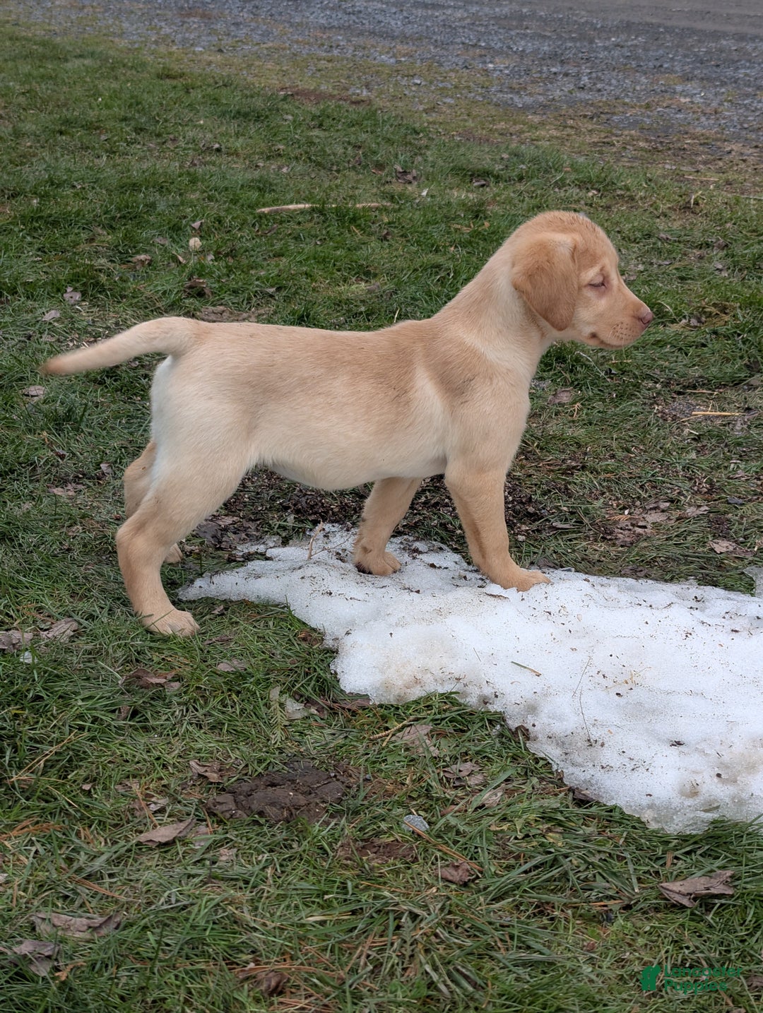 Labrador Retriever dogs for sale: Sophie  - Ad 3